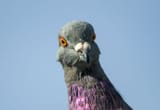 apa_2016-a1_2055_4_rock-pigeon_laura_perrotta_kk