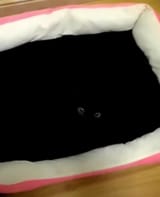 Ultra Black Cat