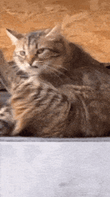 cat-annoyed