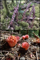 Sugarstick &amp; Gnome Plants