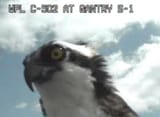 osprey_cam