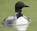 state birb