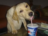 pepsidog