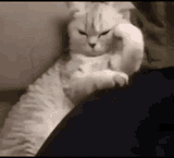 thinking-cat
