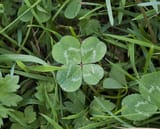 Four-leaf_Clover_Trifolium_repens_2
