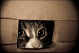 Kotinnabox
