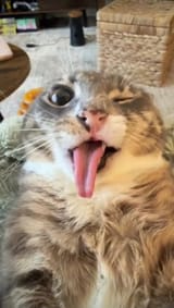 Sillykot