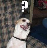 question-dog