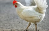 poultry_blog_growing-meat-chickens-at-home_820x525-1440x922
