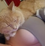 Kotonboobs