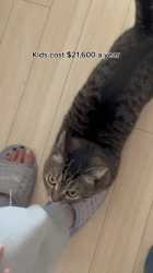 cat cost (1)_thumb.jpg