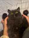 rape_victim_kot__thumb.jpg