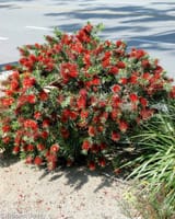 Callistemon-Little-John-10-2667288096