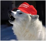 AWOO_white-wolf2