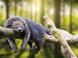 binturong-philipino-bearcat-walking-on-600nw-2339230769