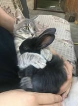 kitten bunny frens _)