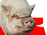 pl2