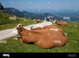 kühe-deutschland-bh0xd6-1936678064