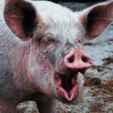 pigskin6