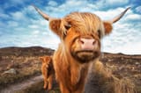 uk-scotland-highland-cattle-with-with-calf-at-laide