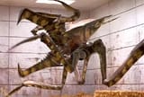 starship troopers bug
