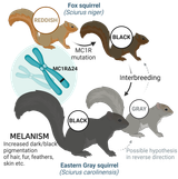 Black-Squirrel-Mutation-1