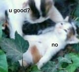 u good cat