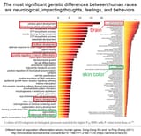 race and skin colour brain