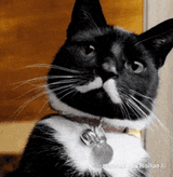 cat-I&#039;m-out
