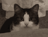 cat-staring