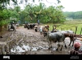 bullock-carts-on-a-muddy-road-kerala-india-B8Y161-2552843382