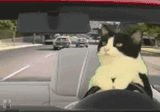 cat-drive