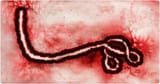 ebola