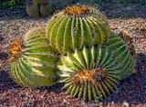Clump-Barrel-Cactus-Gert-Jan-van-Vliet-Shutterstock