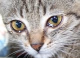 cat_cry