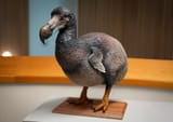dodo
