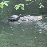 swamp_frens