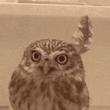 owl-funny-animals