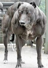 buff_dogo