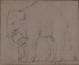 Unknown artist (Spanish 18th c.) Asian elephant - pencil on paper (study)