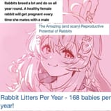 Pippa Pipkin rabbits can breed a lot