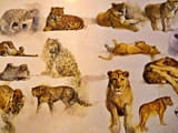Rien Poortvliet sketches of big cats