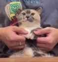 1720836564846463_thumb.jpg