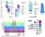Erogenous Sensitivity Comparison