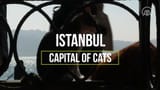 Istanbul_ Capital of Cats - YouTube - 0-0-36