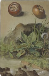 Jean-Louis Prévost (Nointel, Île-de-France, Kindom of France 1745-1827 Paris, Kingdom of France) Two Medlars and Wild Plants by a Stream - Watercolour and gouache, with brown ink on paper
