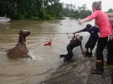 AP_horse_rescue_ml_160419_4x3_992
