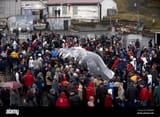 the-whaleboat-hvalur-9-got-the-fourth-whale-and-landed-it-in-their-A9GDDM