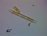 Diatoms