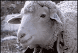 ewe serious